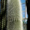 Cleistocactus_hyalacanthus